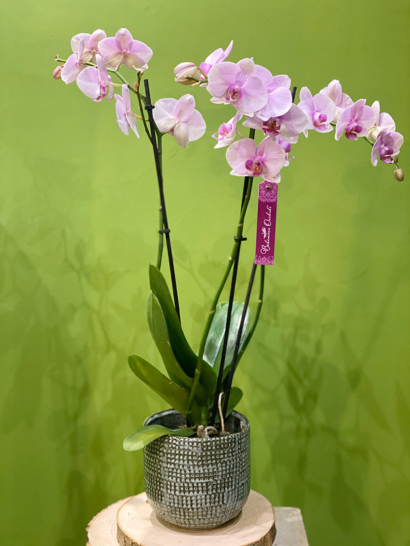 Pianta orchidea Phalaenopsis con portavaso in ceramica