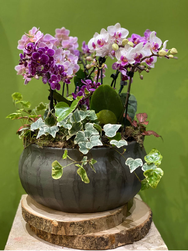 Composizione di Orchidea Phalaenopsis Butterfly su vaso in terra cotta