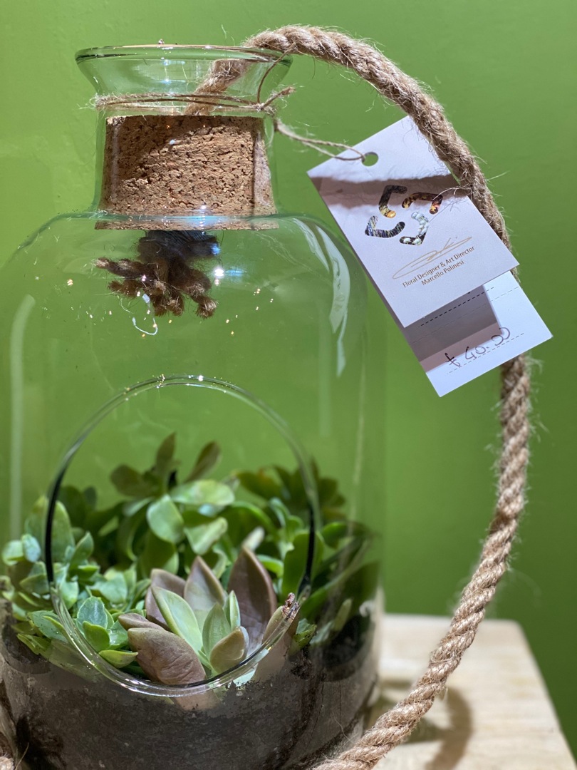 Le piante in vasi di vetro e in bottiglia