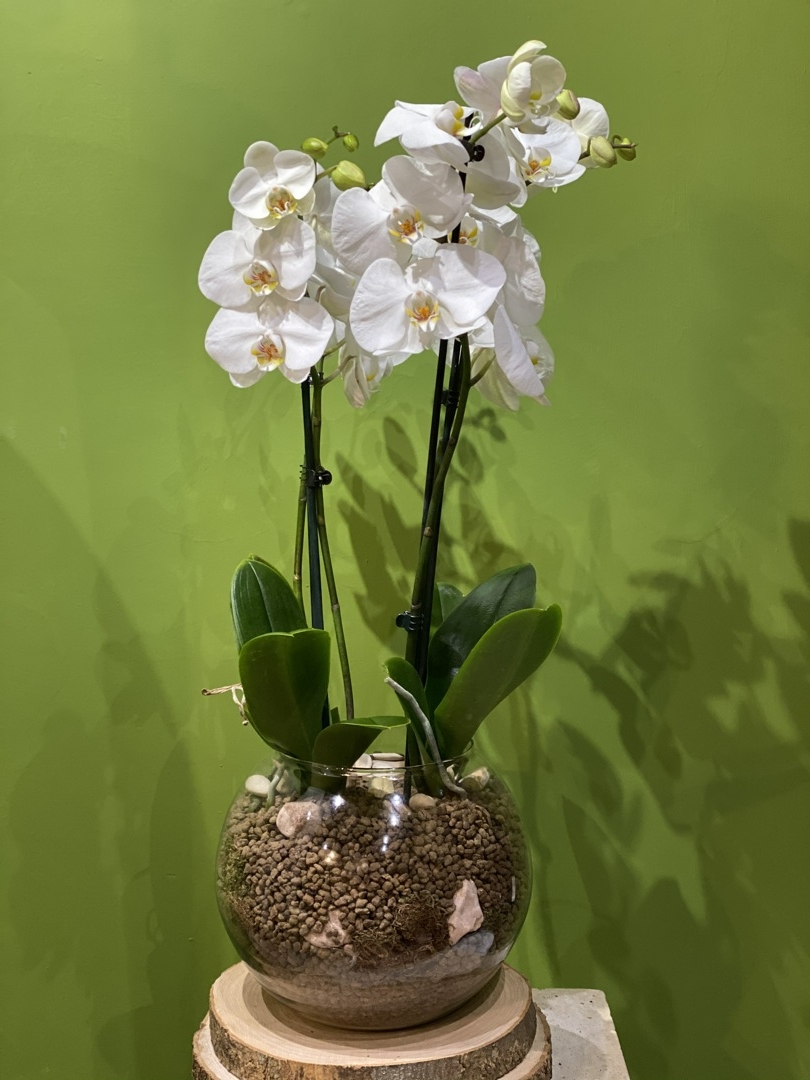 Composizione di Orchidee monofiore in vaso in vetro – COMETA FEDERFIORI