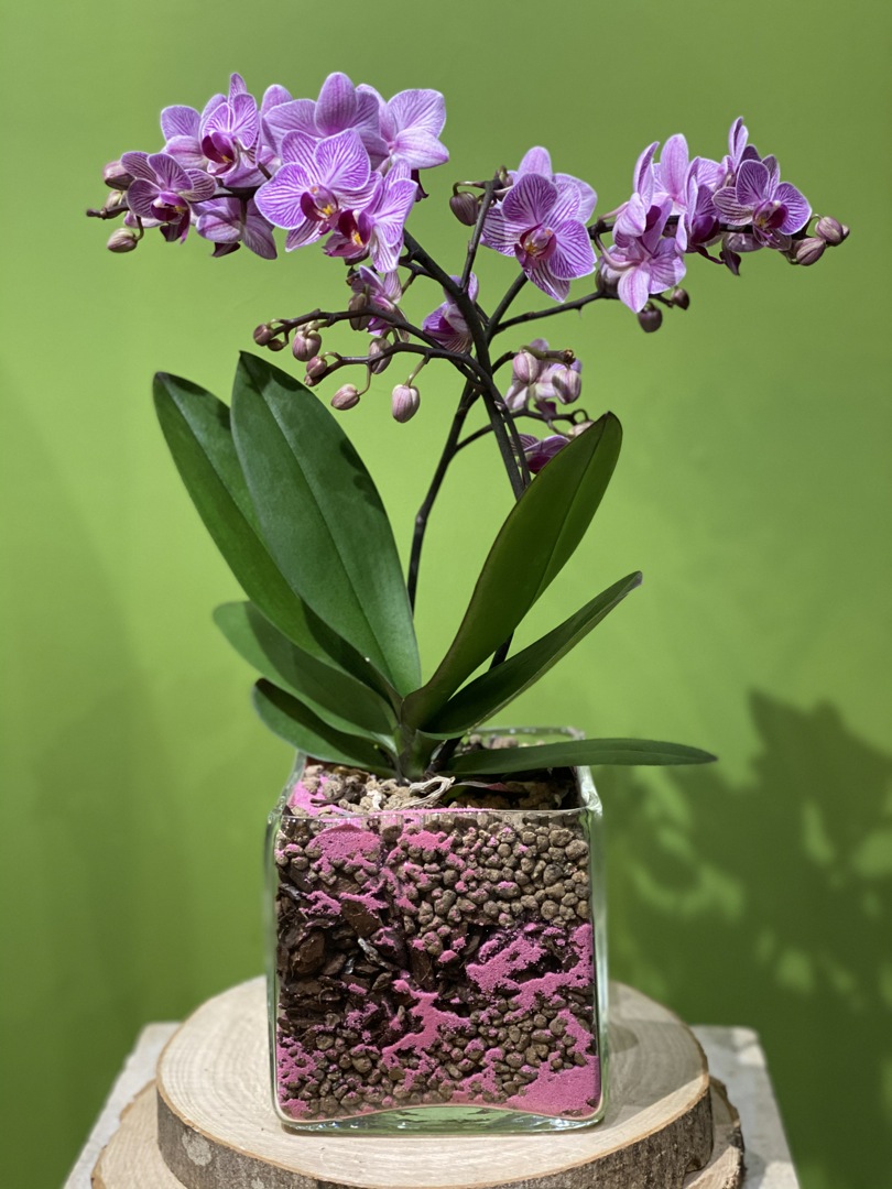 Composizione pianta di orchidea in vaso di vetro impreziosita da mini  ciottoli lilla.carlocivera.org #piantaorchidea