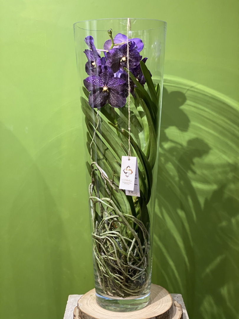 Composizione di Orchidea Vanda su vaso in vetro