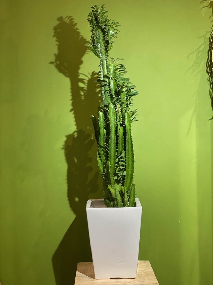 Pianta grassa Euphorbia Trigona con portavaso in ceramica – Shop –  Girafiore NaturArtistica
