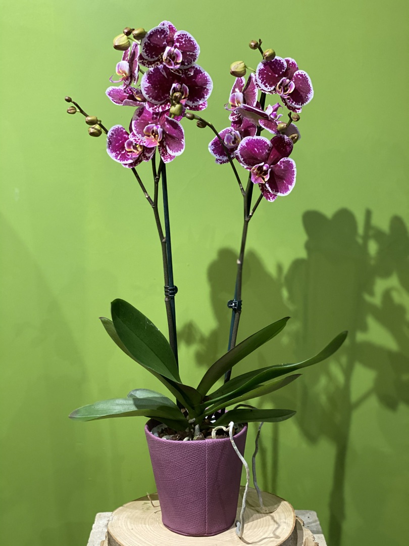 Pianta di Orchidea Phalaenopsis con porta vaso abbinato – Shop – Girafiore  NaturArtistica