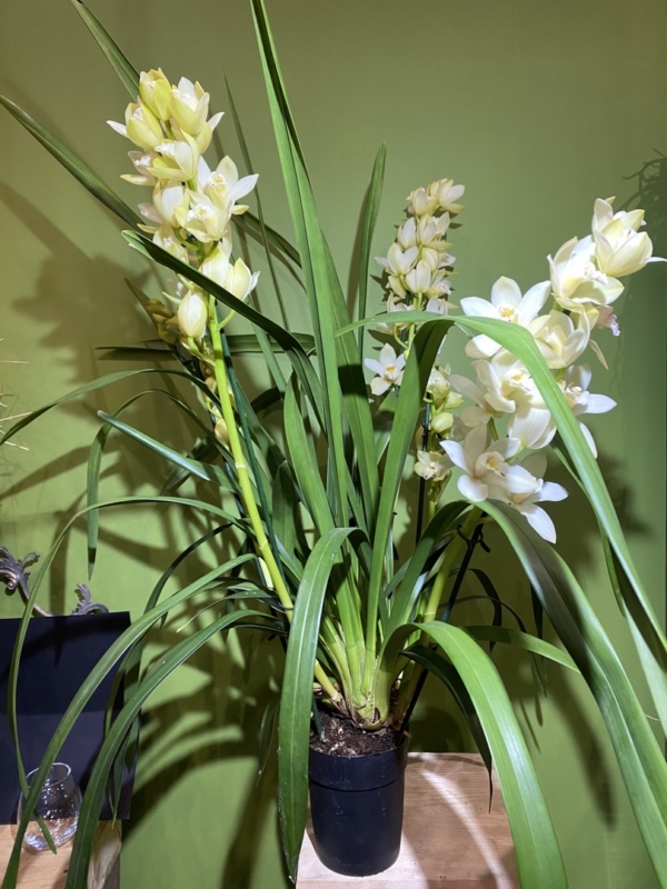 Orchidea Cymbidium color bianco