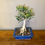 Product image thumbnail