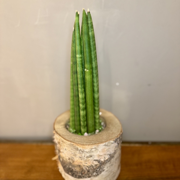 Product image thumbnail