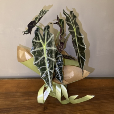 Splendida pianta di Alocasia